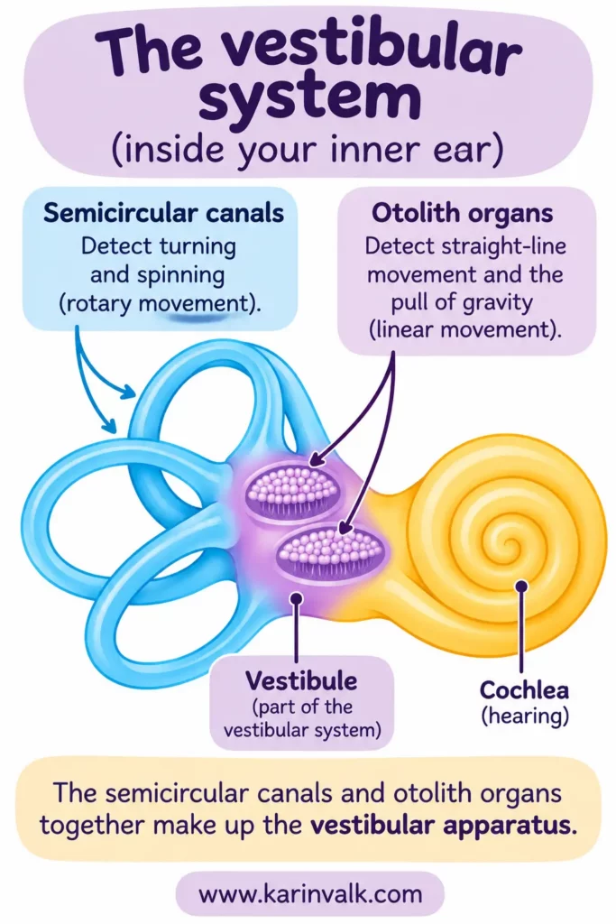 vestibular system